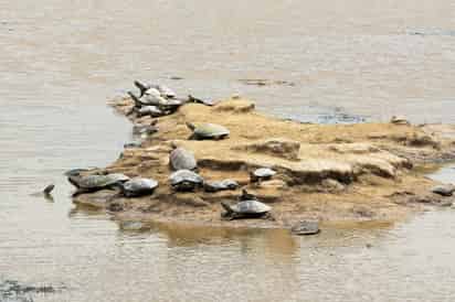 Cuando las tortugas verdes marinas salen del huevo, sus padres ya han emprendido un largo viaje. (EFE)