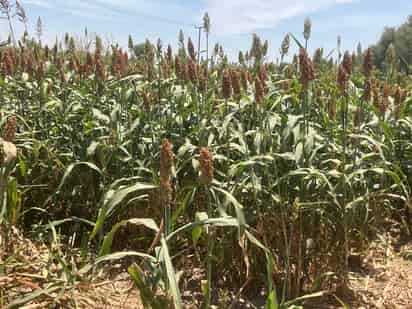 Las pérdidas superan los mil millones de pesos por la semilla de sorgo forrajero que les vendieron.