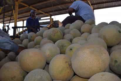 Destaca Coahuila en producción de melón, sorgo forrajero, alfalfa, maíz, algodón, nuez y manzana.