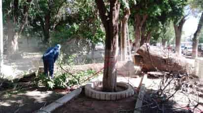 El personal de Parque y Jardines se encargó de retirar el árbol de grandes dimensiones con la ayuda de motosierras.