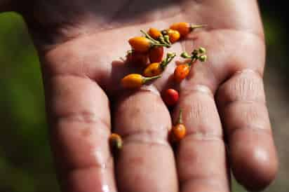 Bolivia tiene varias zonas productoras semilleras.