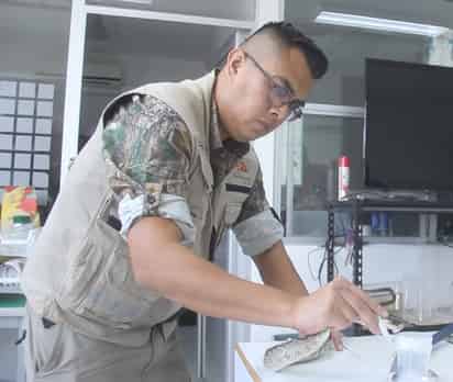 Investigadores buscan mejorar la producción de antivenenos.
