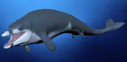 'Tutcetus rayanensis' se encontró en rocas del Eoceno medio.