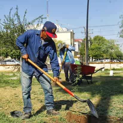 Reforestan con 150 árboles de mezquite la Alameda Zaragoza.