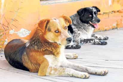 Destacan la importancia de resguardar a las mascotas a la sombra y mantenerlos hidratados.