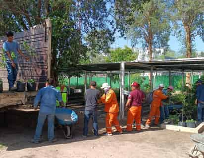 Recibió Torreón a través de Secretaría del Medio Ambiente, 900 árboles por parte del Gobierno del Estado. (CORTESÍA)