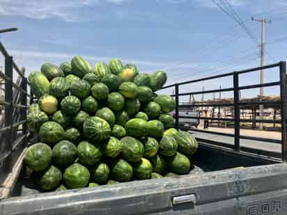 Para los productores de sandía en San Pedro, el precio de la fruta fue récord, por lo tanto les fue muy bien. (EL SIGLO DE TORREÓN)