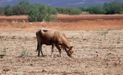 Las lluvias han sido muy irregulares, así que Margarita Valdez espera que se considere a Durango con recursos extraordinarios y especiales ante la sequía. (EL SIGLO DE DURANGO)