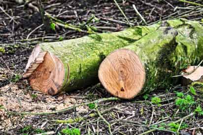 Cuanto más variadas son las especies arbóreas replantadas, más rápida es la recuperación del bosque. (PIXABAY)