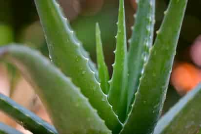 Así se obtiene colágeno natural con aloe vera