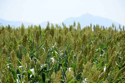 Hay una baja en la producción de forraje en La Laguna, los empresarios buscan alternativas en estados aledaños para completar el alimento para el ganado. (EL SIGLO DE TORREÓN)