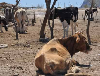 Los ganaderos no saben qué hacer con sus animales; lo recomendable es que se deshagan del ganado improductivo. (EL SIGLO DE DURANGO)