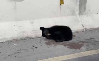 El mamífero se encontraba lesionado a la orilla de la carretera. (EL SIGLO DE TORREÓN)