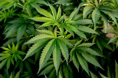 Un estudio en España alerta de los riesgos del cannabis sintético