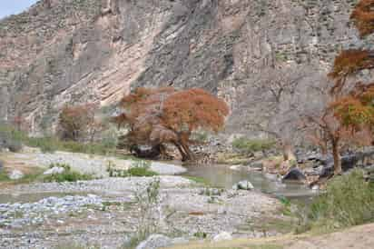 La comisión aprobó apoyos para la brigada y comité de vigilancia de la Reserva Ecológica Sierra y Cañón de Jimulco. (EL SIGLO DE TORREÓN)