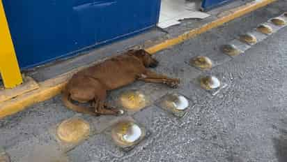 Exhortan a la población a desparasitar a sus mascotas para evitar contagios de esta enfermedad. (EL SIGLO DE TORREÓN)