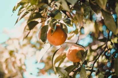 Aceite casero de naranja para estimular la producción de colágeno