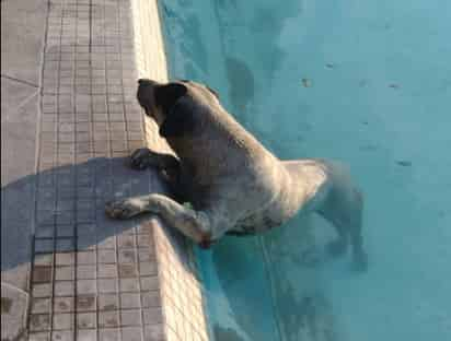 Se dijo que desde se sospechaba que llevaba varias horas en el agua. (EL SIGLO DE TORREÓN)