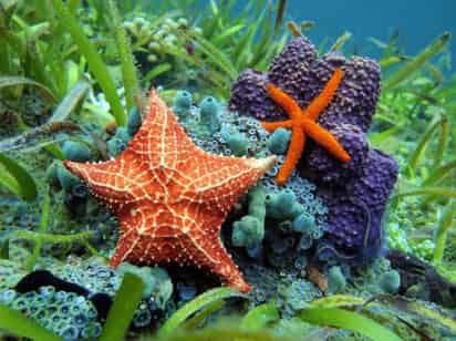 A lo largo de los siglos, la disposición corporal de las estrellas de mar ha desafiado el entendimiento de los científicos de la evolución animal.