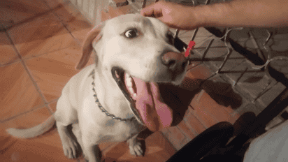 Perritos, entre las grandes víctimas de la pirotecnia registrada en La Laguna