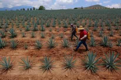 Subió la actividad económica del sector primario nacional y sus exportaciones. (EL SIGLO DE TORREÓN)