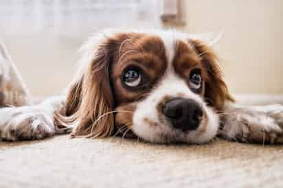 En el estudio, los científicos hicieron pruebas de comportamiento que incluyeron el análisis mediante inteligencia artificial de la posición y movimiento de la cola de los perros.