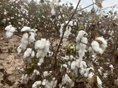 El agua afectó el 20 por ciento de la superficie de algodón. (EL SIGLO DE TORREÓN)