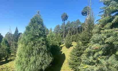 En el Estado de México hay más de 600 plantaciones de árboles de navidad.