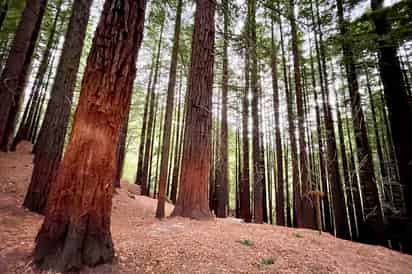 Los libros tradicionales sobre biología y silvicultura explicaban que los primeros pobladores del continente talaron los bosques, drenaron los humedales y cultivaron paisajes abiertos artificialmente. (EFE)