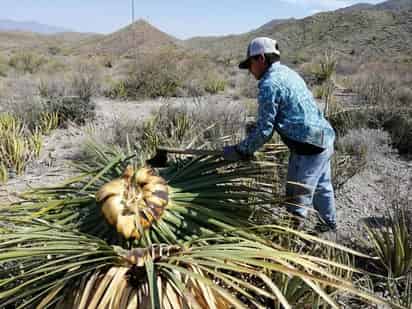 Hay que resaltar la iniciativa del Récord Guinnes que tiene Torreón por el shot de sotol más grande del mundo.