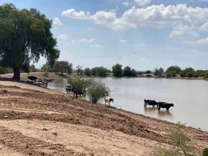 Aunque hay bordos de abrevadero que lograron tener captaciones de más del 50 por ciento durante las últimas lluvias, el escenario no es del todo positivo. (EL SIGLO DE TORREÓN)