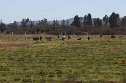 Dalila Cervantes-Godoy dijo que se requiere que el Gobierno de México impulse una mayor inversión en infraestructura para el campo y en el uso de tecnologías. (EL SIGLO DE DURANGO)