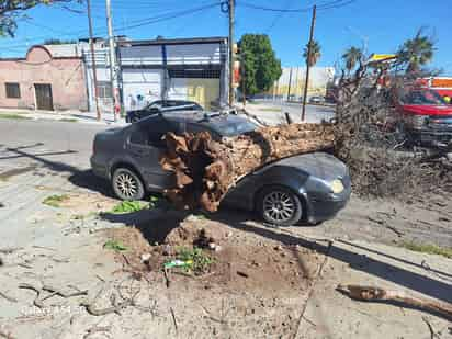 El tronco acabó sobre el cofre de la unidad. (EL SIGLO DE TORREÓN)