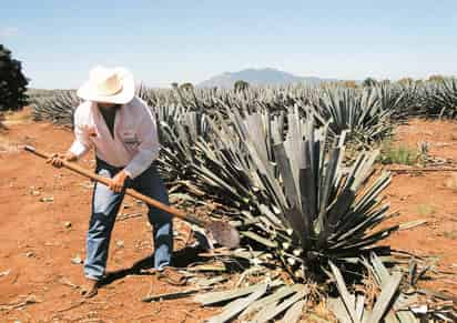 Así, en los primeros diez meses de 2023 se tuvo un superávit en la balanza comercial de productos agroindustriales. (ARCHIVO)