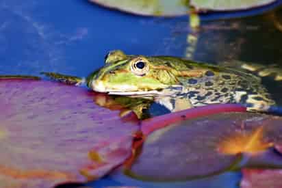 Algunas especies son de colores brillantes para advertir a sus depredadores de que son venenosas. (PIXABAY)