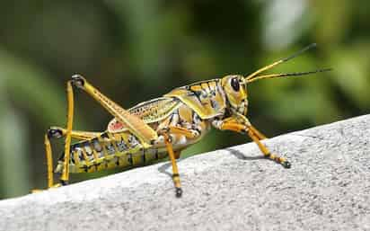 Aunque los resultados del estudio son sorprendentes, muestran tendencias muy sesgadas entre los insectos en Europa y Norteamérica.