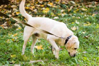 Conoce el significado de que tu perro coma pasto