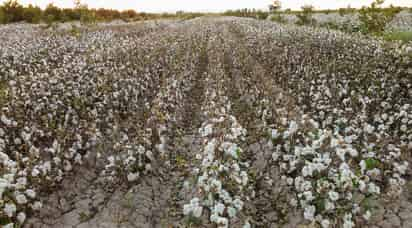 Señalan que se deben tomar medidas en futuros ciclos agrícolas. (EL SIGLO DE TORREÓN)