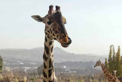 Cuenta del parque de conservación de vida silvestre compartió imágenes del día a día del famoso animal. (ARCHIVO)