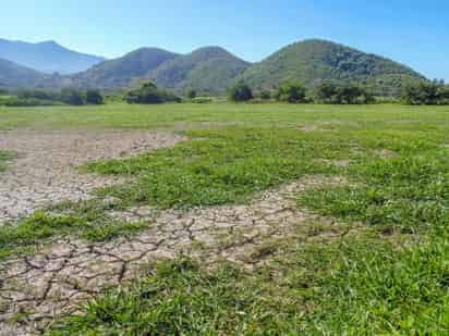 Se tendrá disponibilidad de forraje de buena calidad y un incremento en la producción de carne por hectárea. (DIANA GONZÁLEZ)