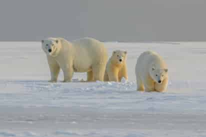 Familia de osos polares. (ARCHIVO)