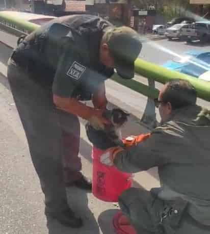 El gato fue rescatado en un puente vehicular  ubicado sobre el Periférico Luis Echeverría Álvarez. (EL SIGLO DE TORREÓN)