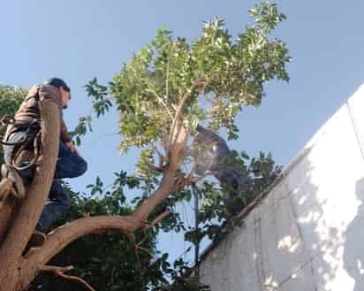 Poda de árbol. (CORTESÍA)