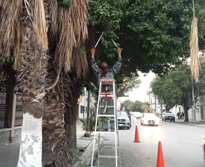 Poda de árboles en Gómez Palacio. (DIANA GONZÁLEZ)