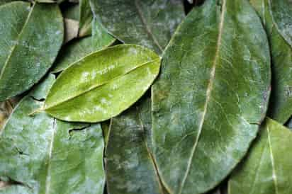 El uso médico de la hoja de coca