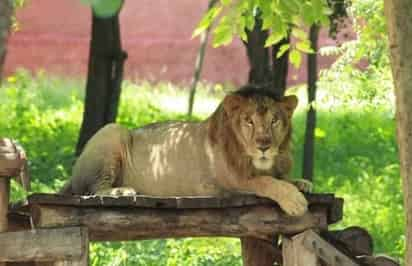 León (ESPECIAL) 