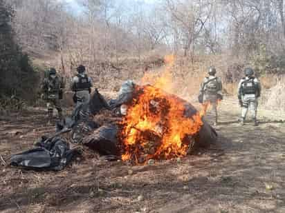 Guardia Nacional y Ejército destruye kilos de de aparente marihuana en Michoacán. (ESPECIAL)