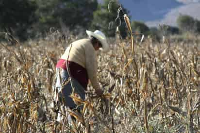 Cultivo. (ARCHIVO)