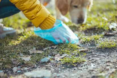 Experta recomienda qué hacer si un perro hace heces con sangre