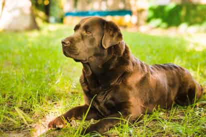 Los perros grandes o con el morro chato viven menos que los pequeños